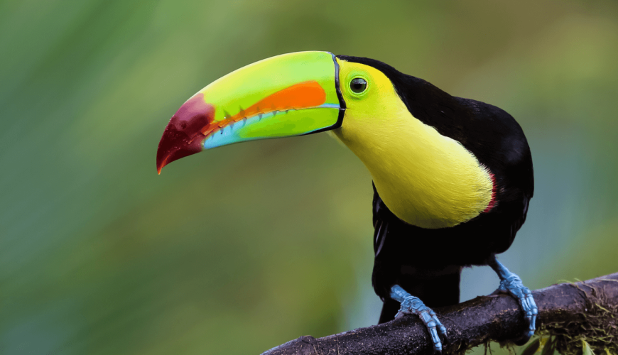 How Slowy Travel Agency Makes Family Travel to Costa Rica Easy, Meaningful, and Memorable