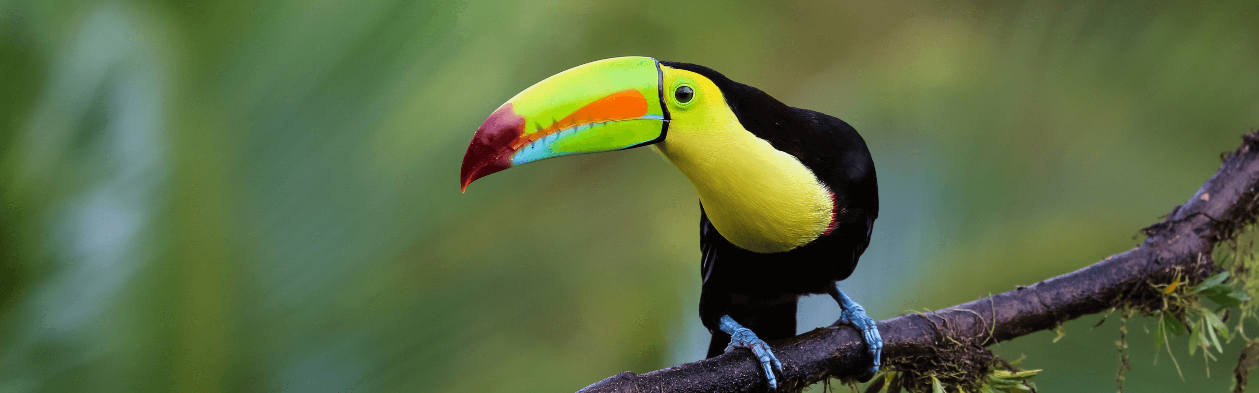 How Slowy Travel Agency Makes Family Travel to Costa Rica Easy, Meaningful, and Memorable