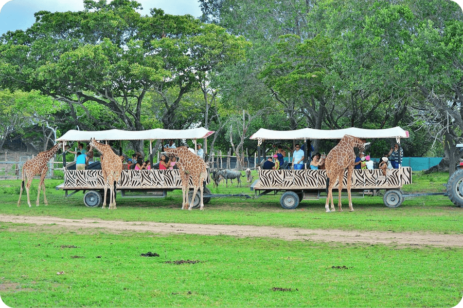 Safari