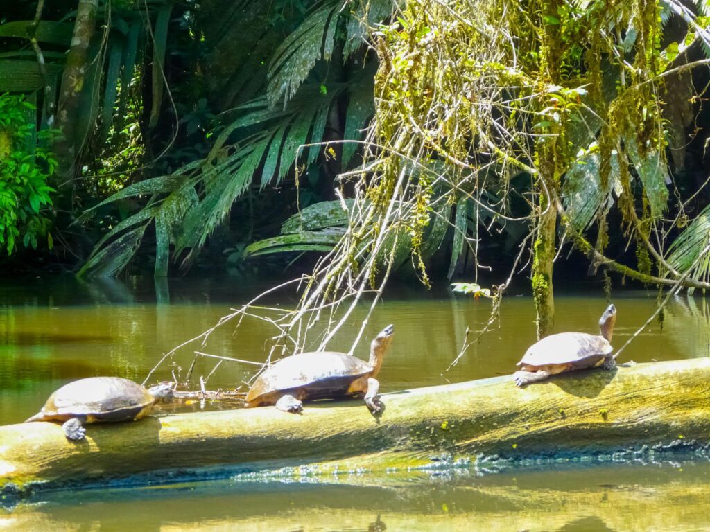 Tortuguero Canals Tour — The Amazon of Costa Rica