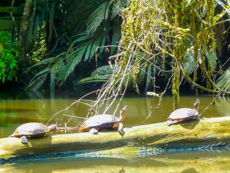 Tortuguero Canals Tour — The Amazon of Costa Rica - photo 1