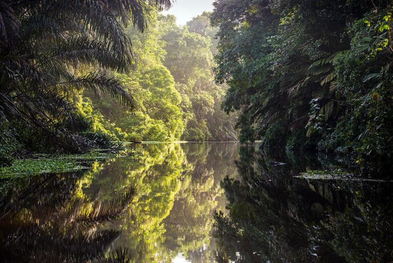 Tortuguero Canals Tour — The Amazon of Costa Rica - photo 2