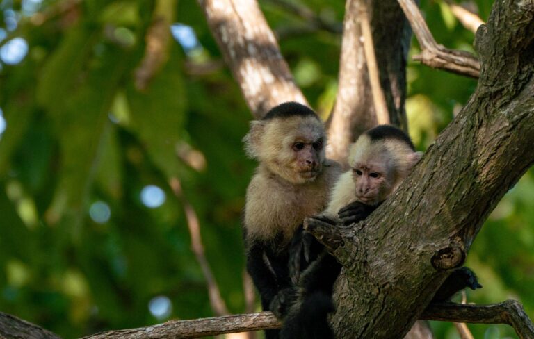 Manuel Antonio National Park Tour - photo 5