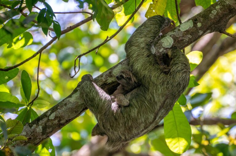 Manuel Antonio National Park Tour - photo 4