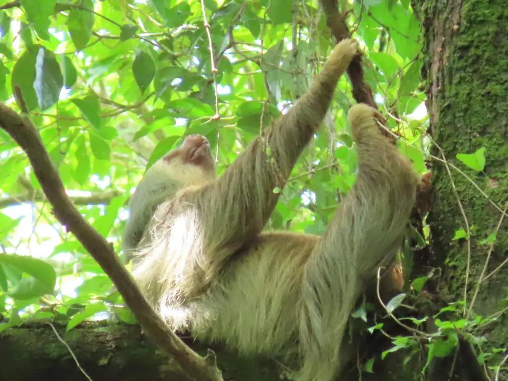 Sarchí + Arenal Volcano + Hot Springs + Sloth Watching