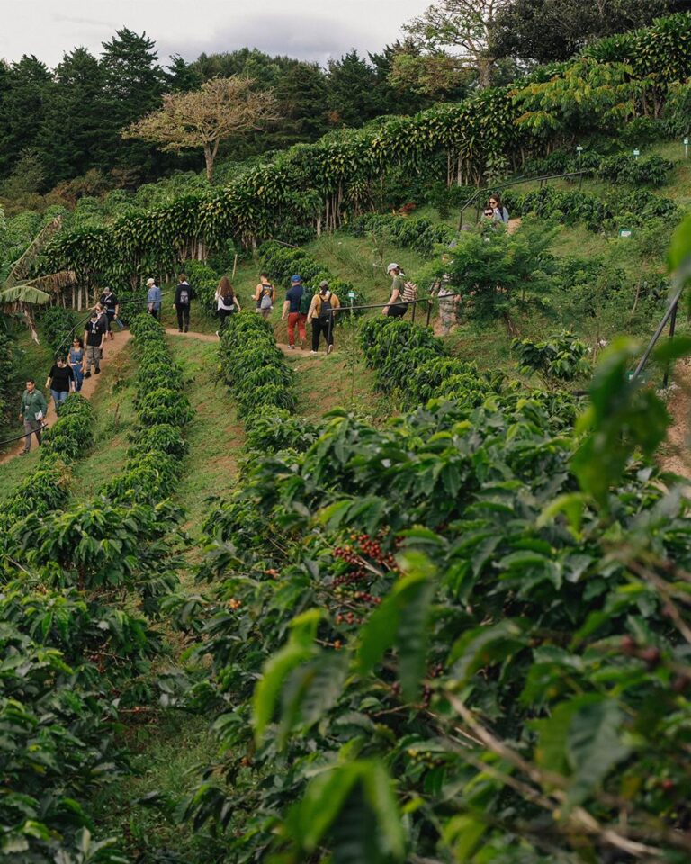 Hacienda Alsacia — Starbucks Coffee Farm Tour - photo 2