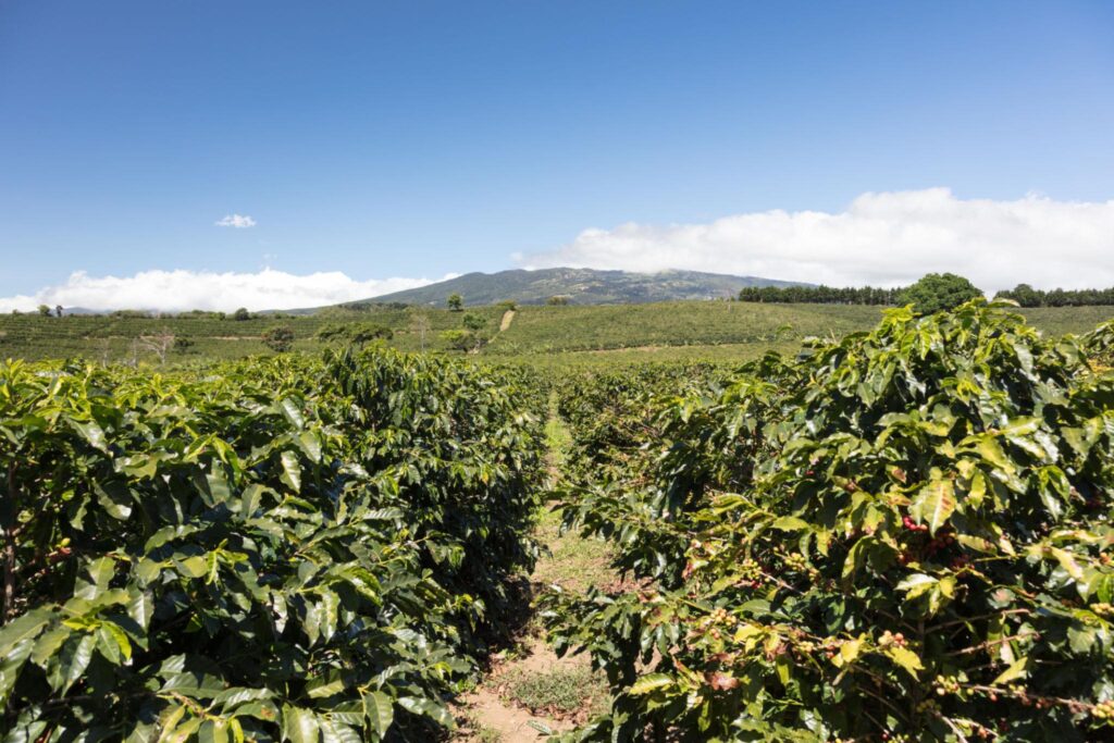 Doka Estate Coffee Tour & Poás Volcano