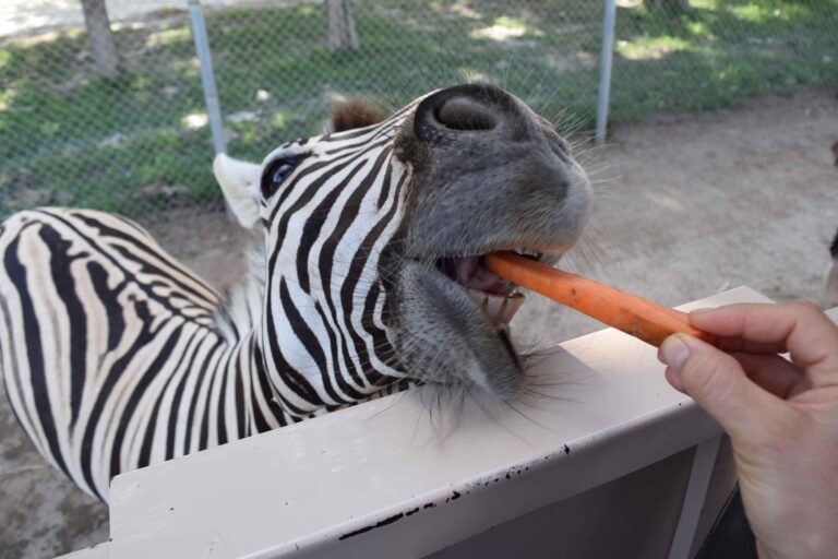 Ponderosa Safari Park Tour — African Wildlife in Costa Rica - photo 4