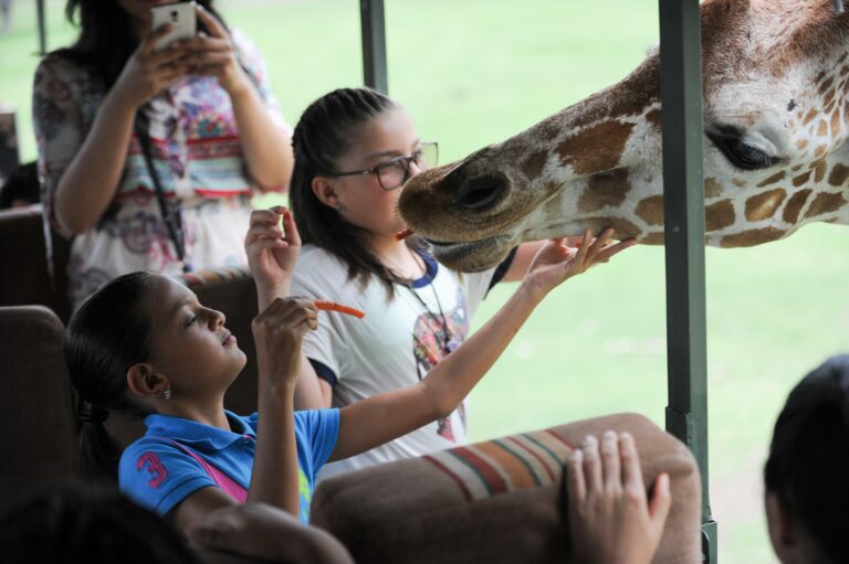 Ponderosa Safari Park Tour — African Wildlife in Costa Rica - photo 3