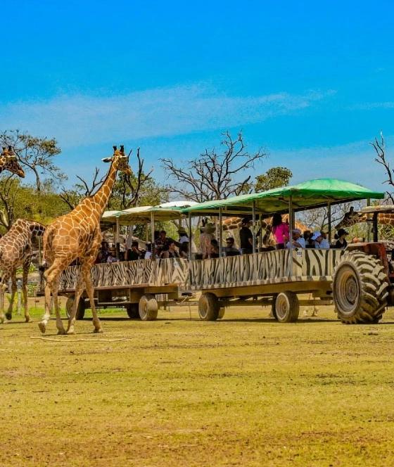 Ponderosa Safari Park Tour — African Wildlife in Costa Rica